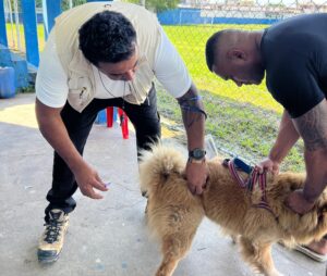 mais-de-8-700-animais-vacinados-contra-a-raiva-em-mesquita